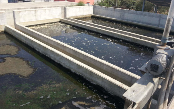 xylella fastidiosa trasmessa con acque reflue