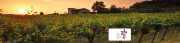 oidio res uvae demo days vigneto