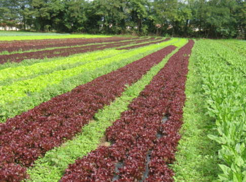 Amico Bio, con la biodinamica più qualità e competitività