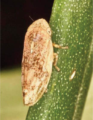 xylella