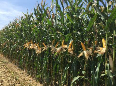 varietà di mais medio-tardive