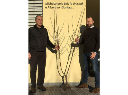 bibaum Michelangelo Leis e Albert von Sontagh