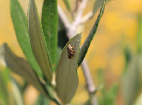 xylella