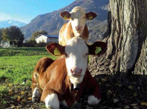 Blue tongue e selezione genetica, la Basilicata stanzia dei fondi blue tongue