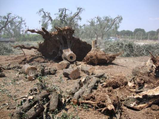 xylella puglia