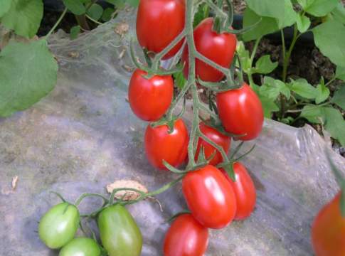 pomodori biologici datterino