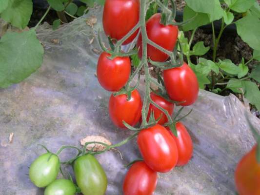 pomodori biologici datterino