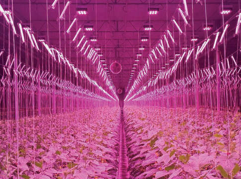 Lampade a Led, la giusta lunghezza d’onda per le colture sotto serra