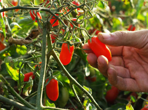 Rapporto Ismea, il made in Italy agroalimentare supera di slancio la crisi