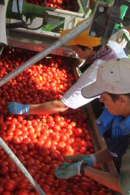 pomodoro da industria