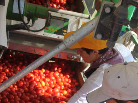 Stimox di Scam, per frutta e ortaggi pomodoro da industria