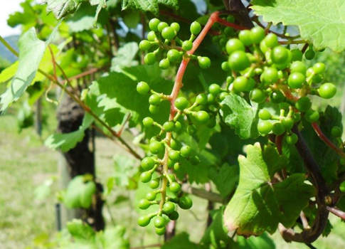 Dalla “bisnonna” selvatica della vite i geni della resilienza resilienza