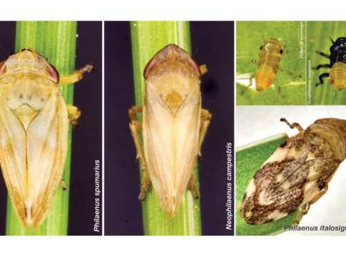 La sputacchina e le sue sorelle, monitoraggio e controllo dei vettori di Xylella