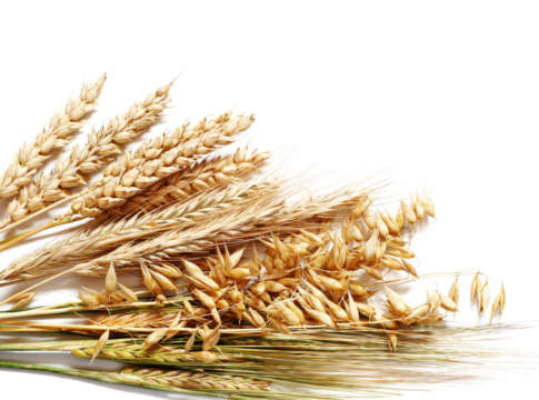 Spinta rialzista per grano tenero e orzo, in sofferenza soia e mais prezzi dei cereali dal 9 al 14 luglio 2018