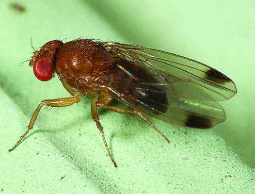 drosophila suzuki