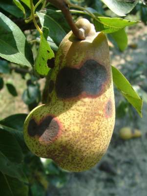 maculatura bruna su pero