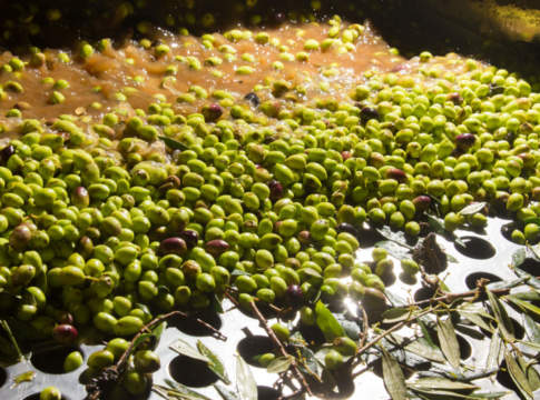 Il futuro della filiera olivicola è l’economia circolare