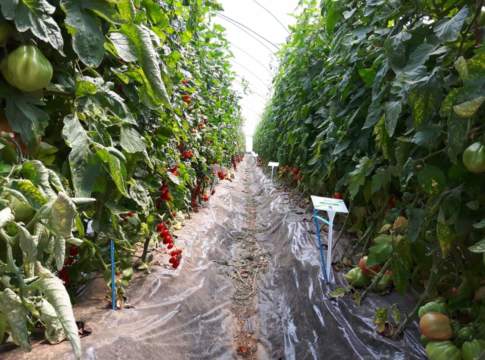pomodoro fresco isi sementi