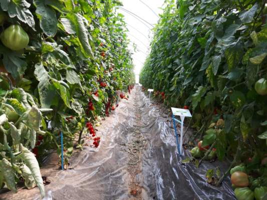 pomodoro fresco isi sementi