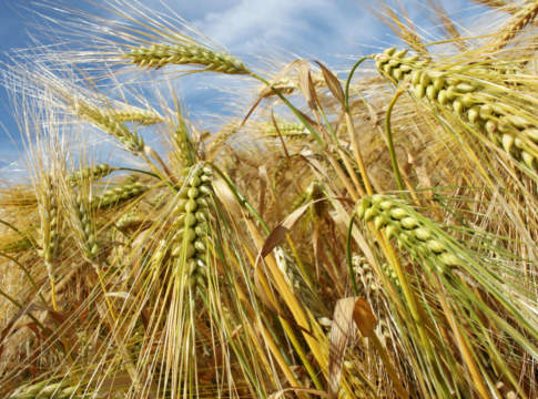 Orzo sugli scudi. L’effetto domino parte da lontano