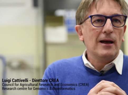 Il genoma del grano tenero non ha più segreti