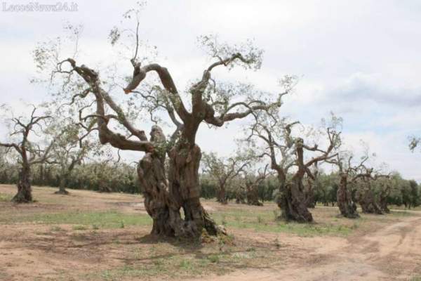 xylella