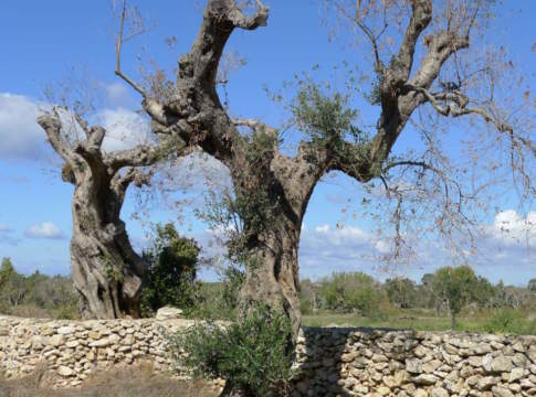 xylella