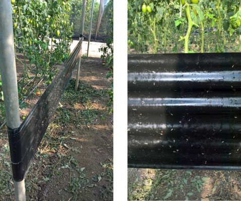 difesa del pomodoro con roll black