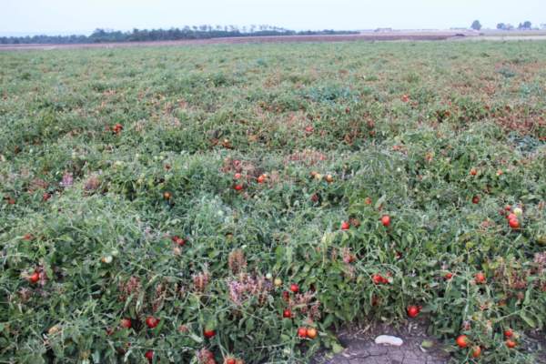 ralstonia solanacearum