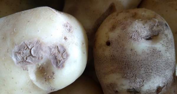 rizottoniosi della patata