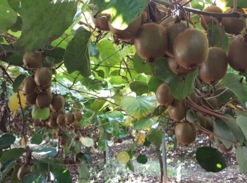 Bion 50 WG per la protezione del kiwi dal cancro batterico bion 50 wg