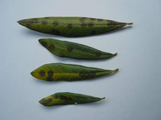 occhio di pavone su foglie di olive