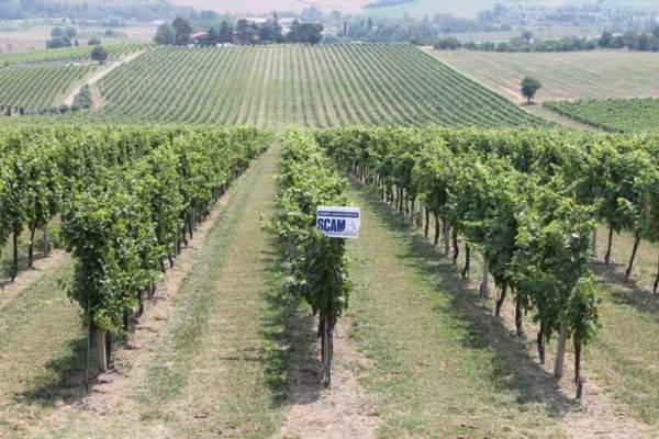 concimazioni autunnali