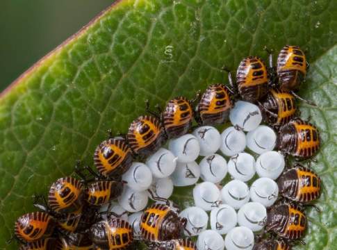 Cimice asiatica: molta ricerca, ma manca ancora l’antagonista biologico