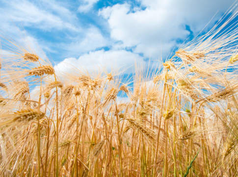 Prezzi dei grani nazionali, dopo oltre un mese torna il segno più orzo