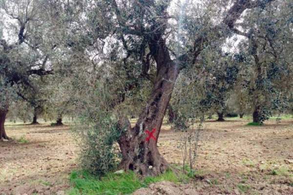 xylella fastidiosa su olivo