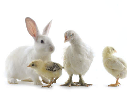 Settimana difficile per gli avicunicoli, invariato il mercato delle carni rosse carni