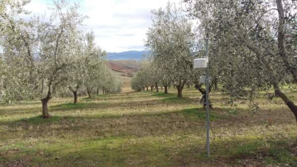 olivicoltura