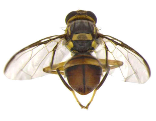mosca orientale della frutta