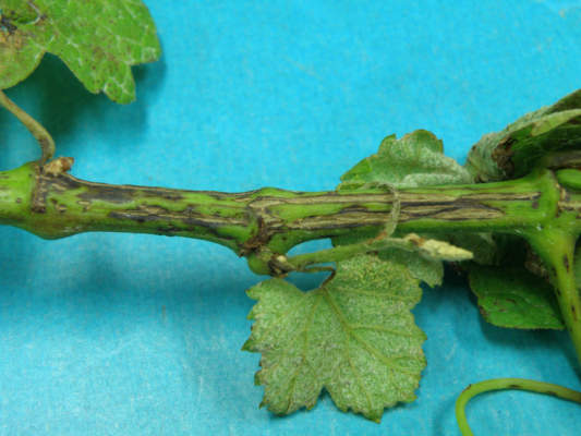 escoriosi della vite