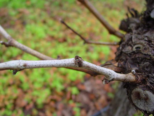 escoriosi della vite