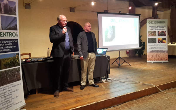 cocciniglia cotonosa