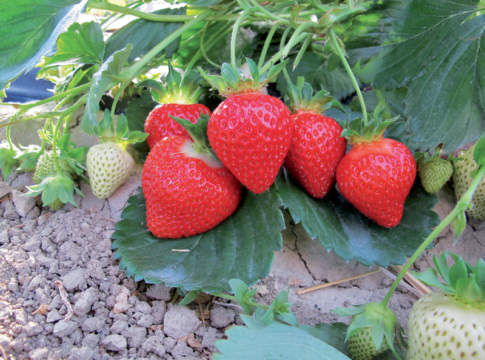 varietà di fragola di geoplant vivai