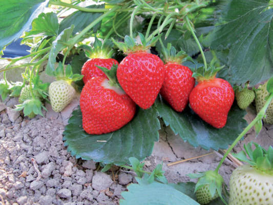 varietà di fragola di geoplant vivai