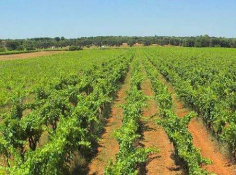 Vino, grande protagonista all’EnoliExpo vino