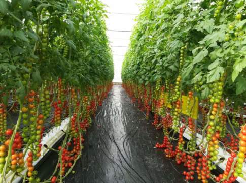 Mandello RZ F1, una scelta vincente pomodoro ciliegino mandello