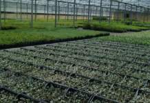 I florovivaisti: serve un cambio di passo su Xylella e nuove fitopatie