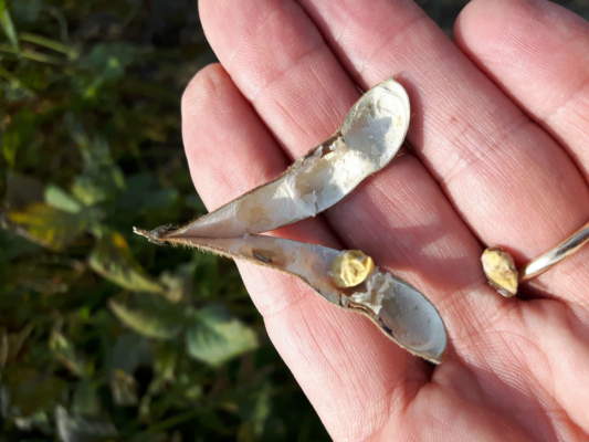 cimice asiatica su soia