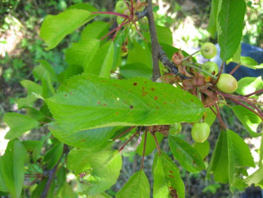 drupacee varietà precoci