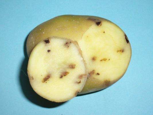 tignola della patata